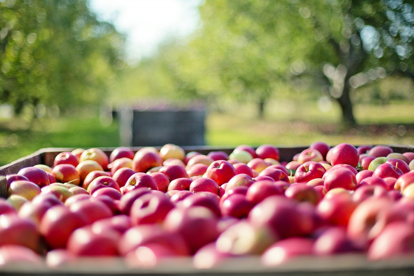 Apples in the Orchard
